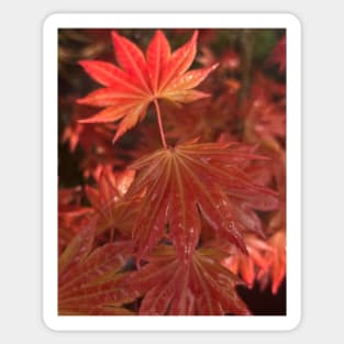 Fall Flame Orange Leaves of the Japanese Maple in the Rain Sticker